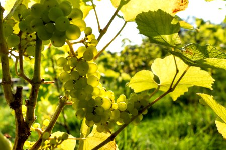 Solaris grapes in Chateaux Luna vineyard 2 photo