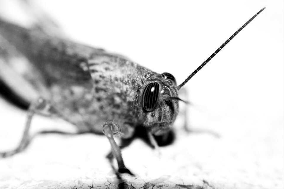 Antenna arthropod nature