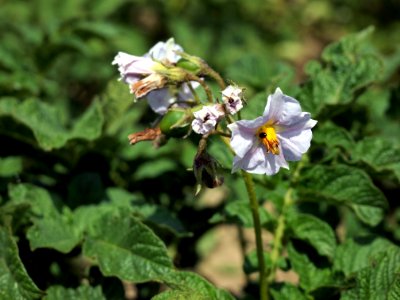 Solanum tuberosum Urberger (03)