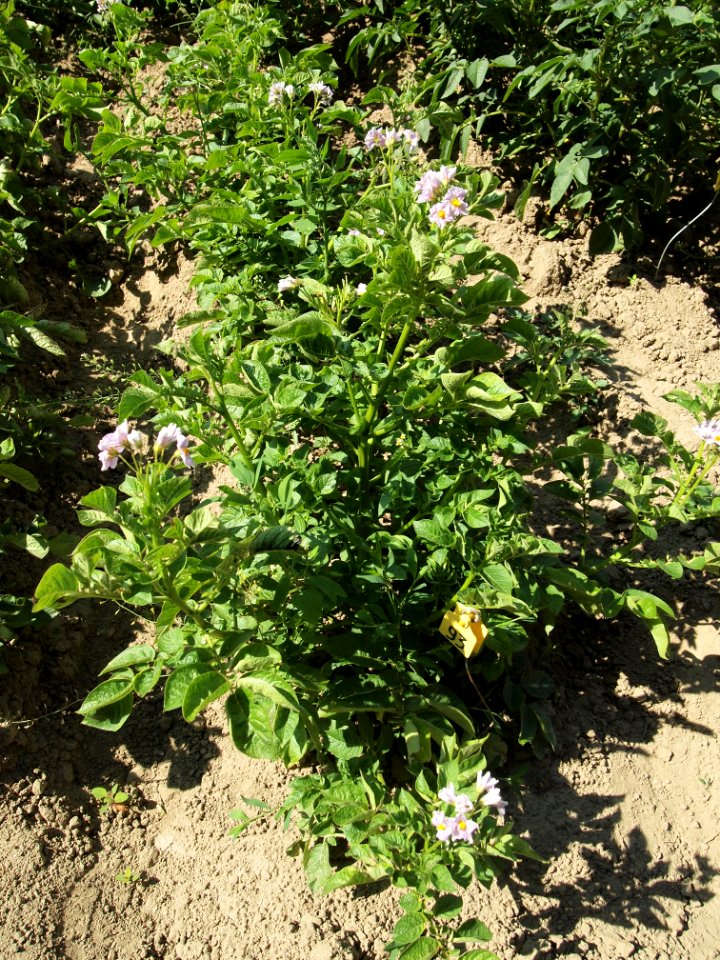 Solanum tuberosum Up to date