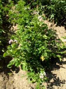 Solanum tuberosum Up to date