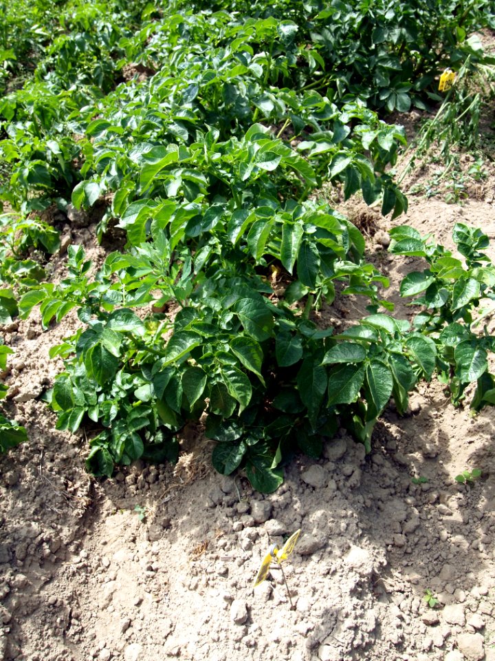 Solanum tuberosum Sharpes Express
