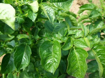 Solanum tuberosum Sharpes Express (04)
