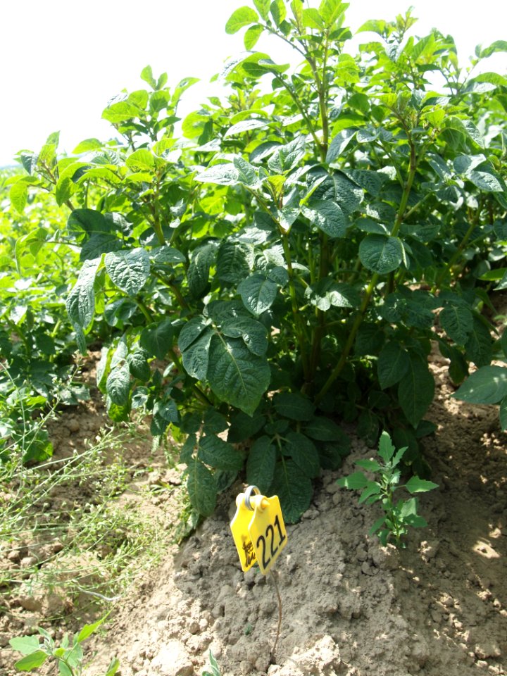 Solanum tuberosum UACH 0918