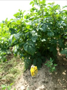 Solanum tuberosum UACH 0918