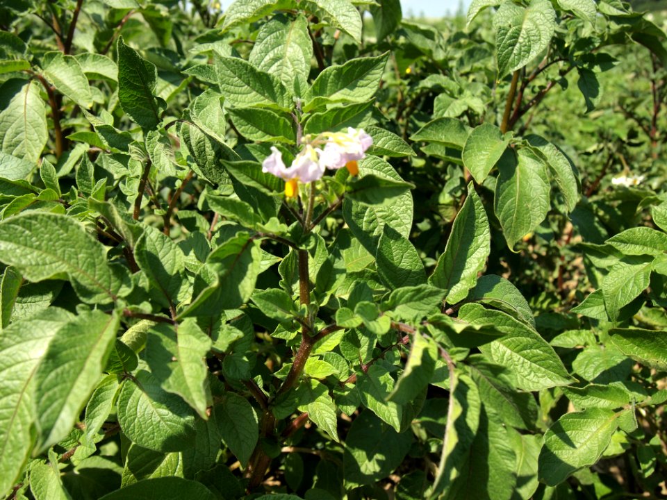 Solanum tuberosum Roseval (02)
