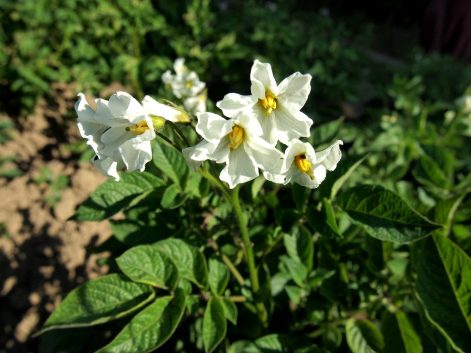 Solanum tuberosum Violette d'Auvergne