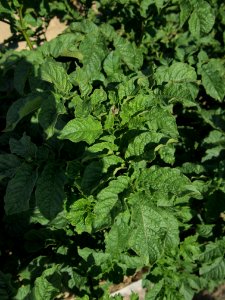Solanum tuberosum UACH 0964 (02)