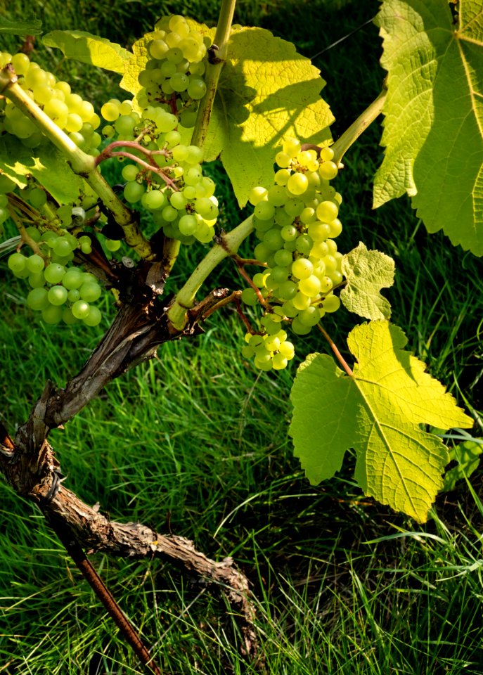 Solaris grapes growing in Chateaux Luna vineyard 15
