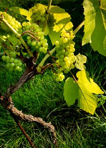 Solaris grapes growing in Chateaux Luna vineyard 15