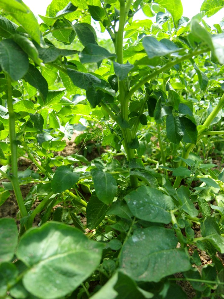 Solanum tuberosum Sharpes Express (03)