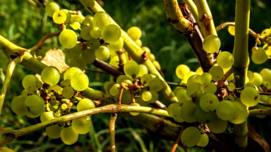 Solaris grapes in Chateaux Luna vineyard 11