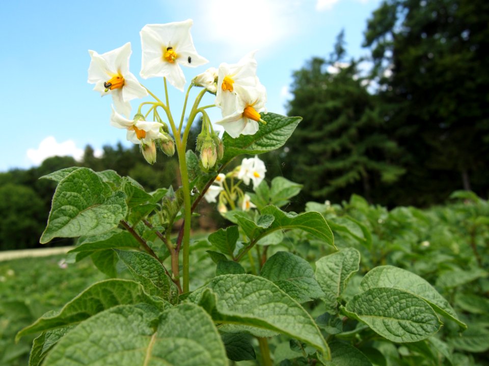 Solanum tuberosum UACH 0918 (04)