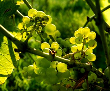 Solaris grapes growing in Chateaux Luna vineyard 8
