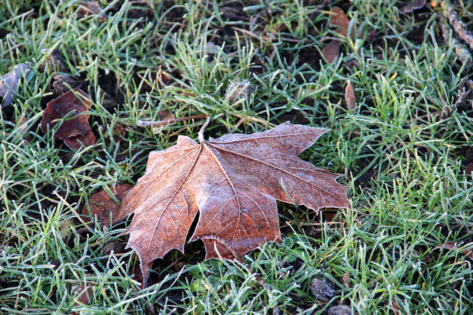 Frozen nature autumn leaf