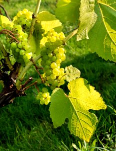 Solaris grapes growing in Chateaux Luna vineyard 16