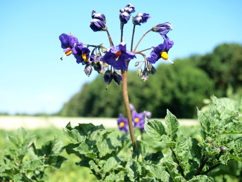 Solanum tuberosum Weißauge (02)