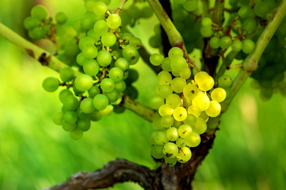 Solaris grapes in Chateaux Luna vineyard 28