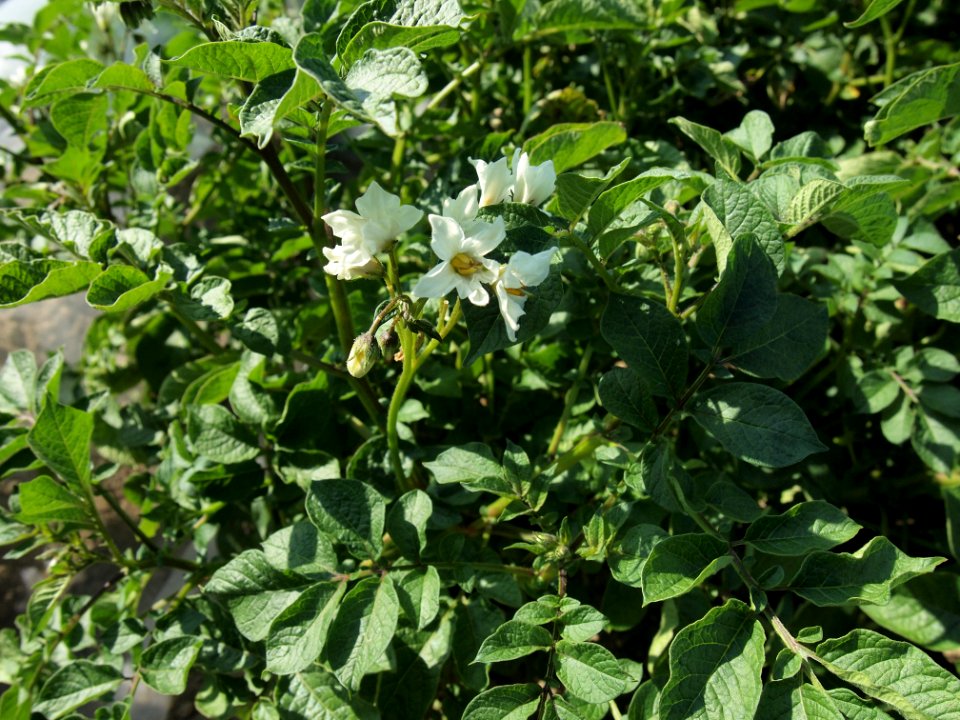 Solanum tuberosum Rosenerdling