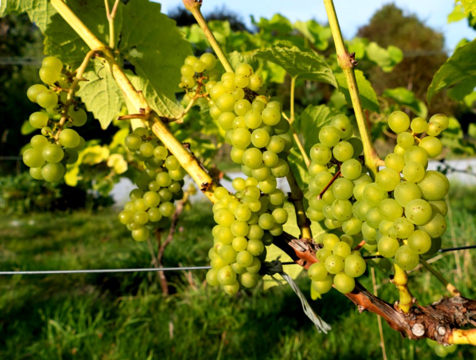 Solaris grapes growing in Chateaux Luna vineyard 1