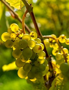 Solaris grapes in Chateaux Luna vineyard 18 photo