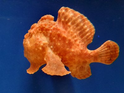 Shinagawa Aquarium 7