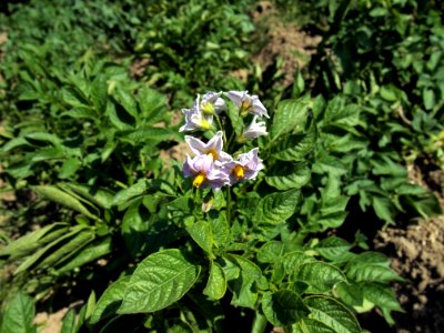Solanum tuberosum Viola (03)