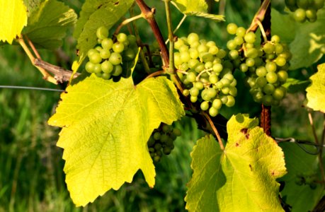 Solaris grapes growing in Chateaux Luna vineyard 14