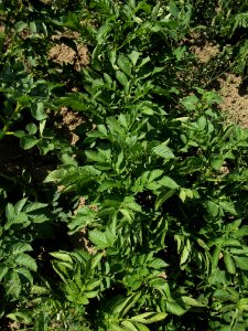 Solanum tuberosum Viola