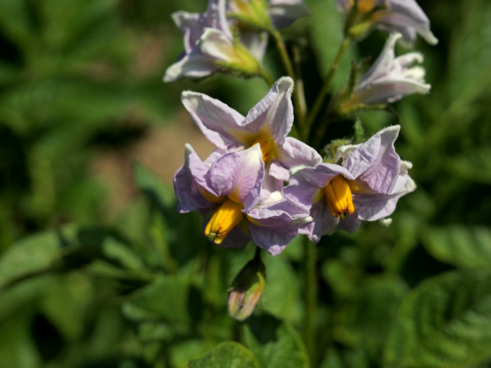 Solanum tuberosum Viola (04)
