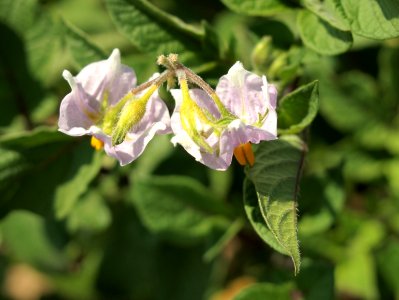 Solanum tuberosum Roseval (04)