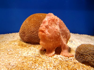 Shinagawa Aquarium 16