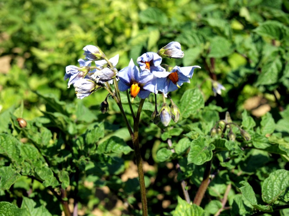 Solanum tuberosum Violine de Borée (05)