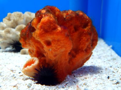 Shinagawa Aquarium 48