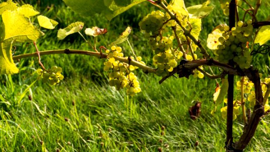 Solaris grapes in Chateaux Luna vineyard 16 photo