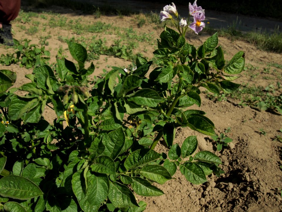 Solanum tuberosum Up to date (04)