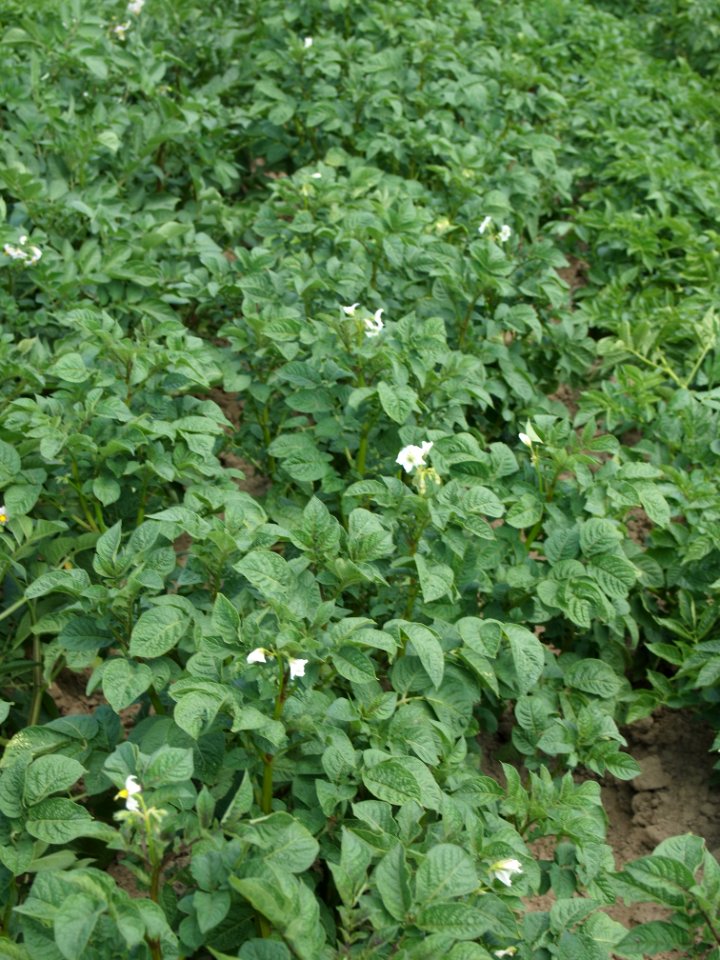 Solanum tuberosum UACH 0918 (06)