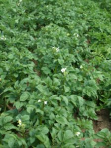 Solanum tuberosum UACH 0918 (06)