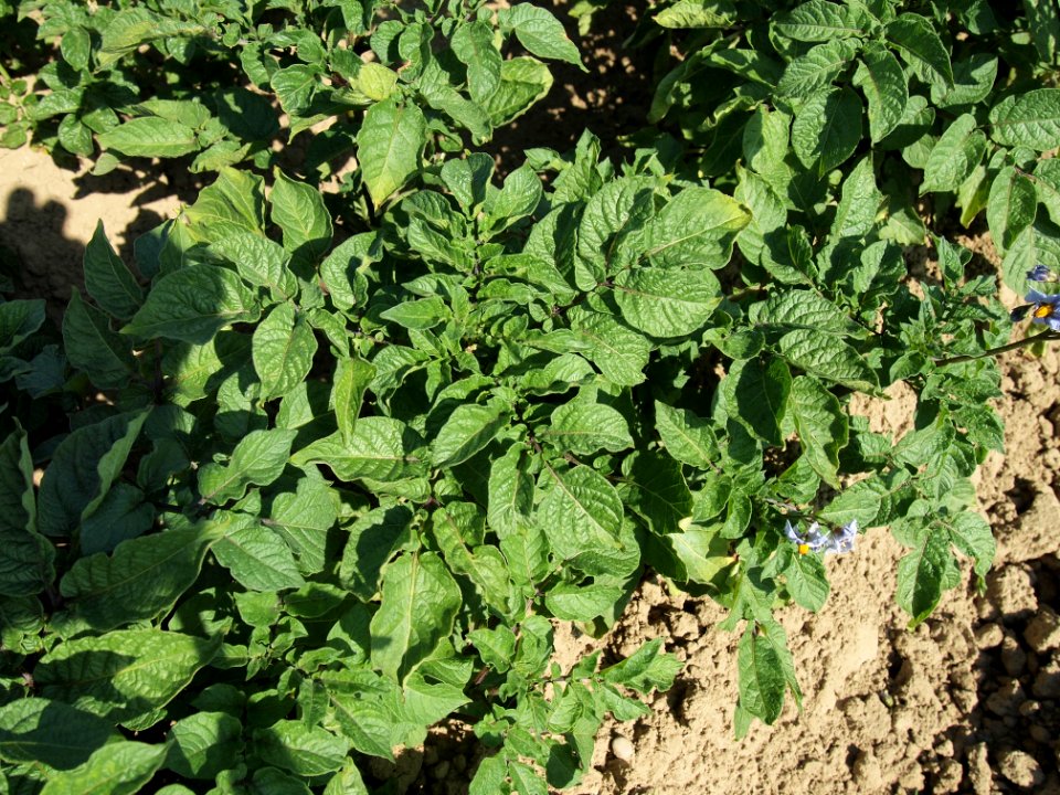 Solanum tuberosum Violine de Borée (02)