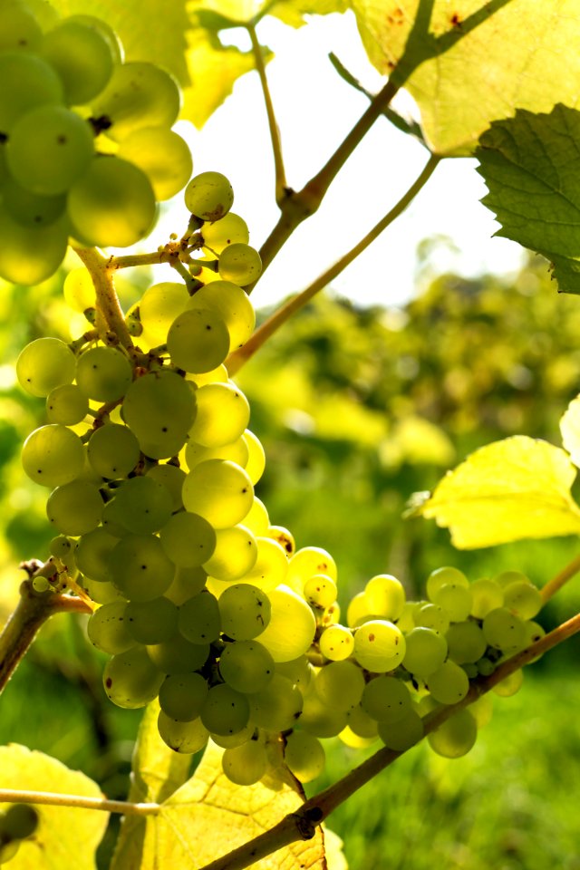 Solaris grapes in Chateaux Luna vineyard 3