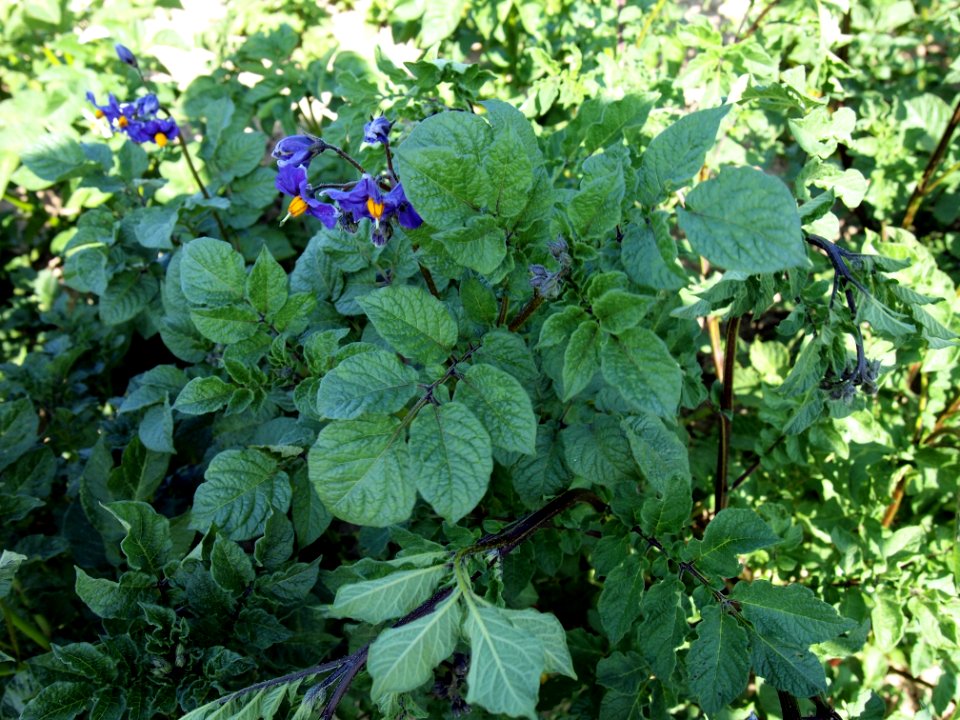 Solanum tuberosum Weißauge