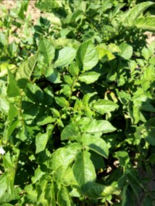 Solanum tuberosum Rosalind (03)