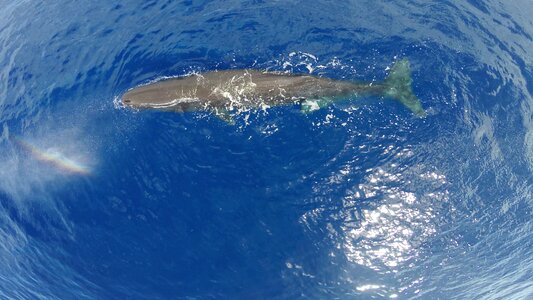 Rainbow diving cetacean