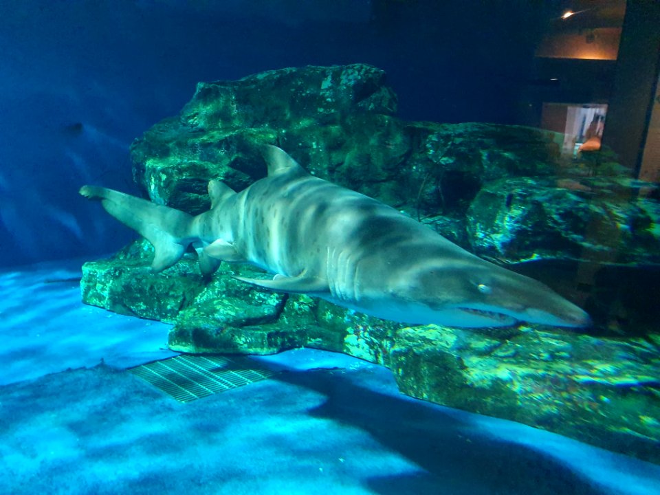 Shinagawa Aquarium 9