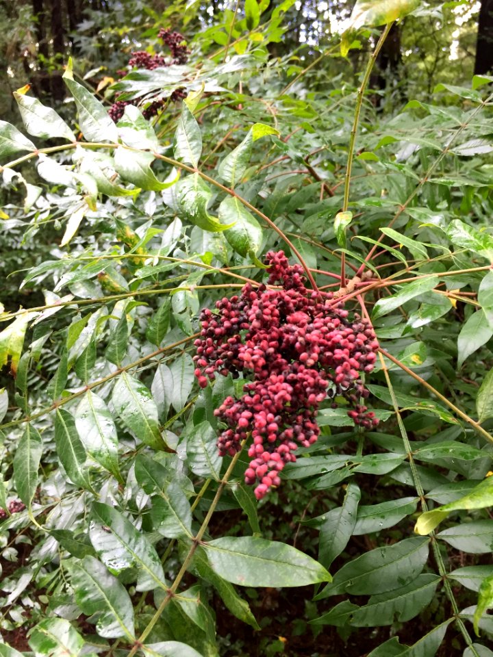 Shining Sumac Durham NC