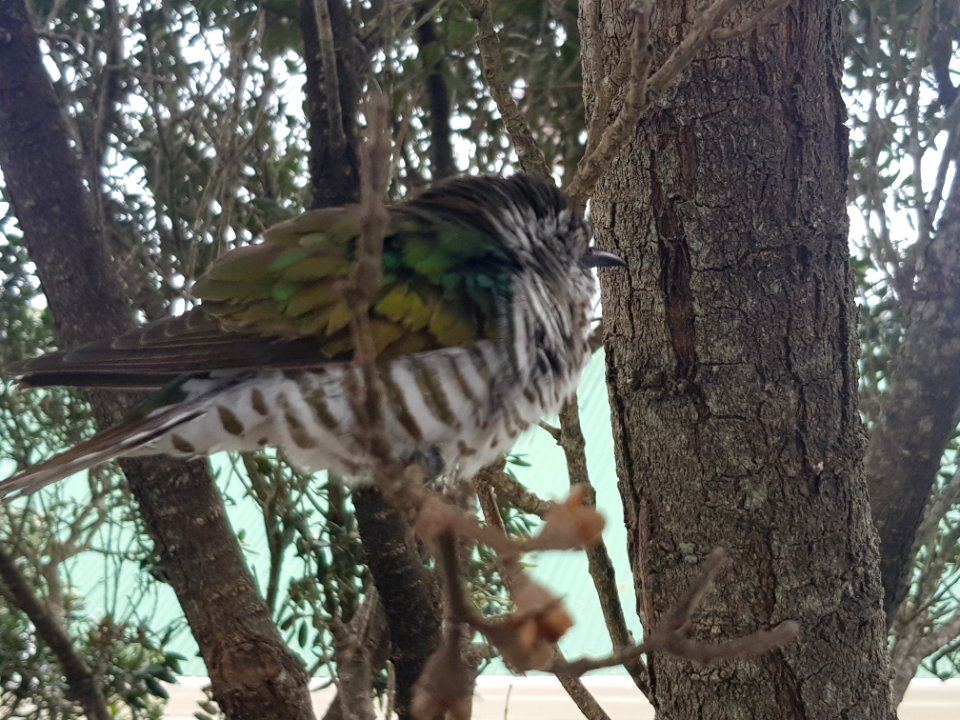 Shining cuckoo on branch3