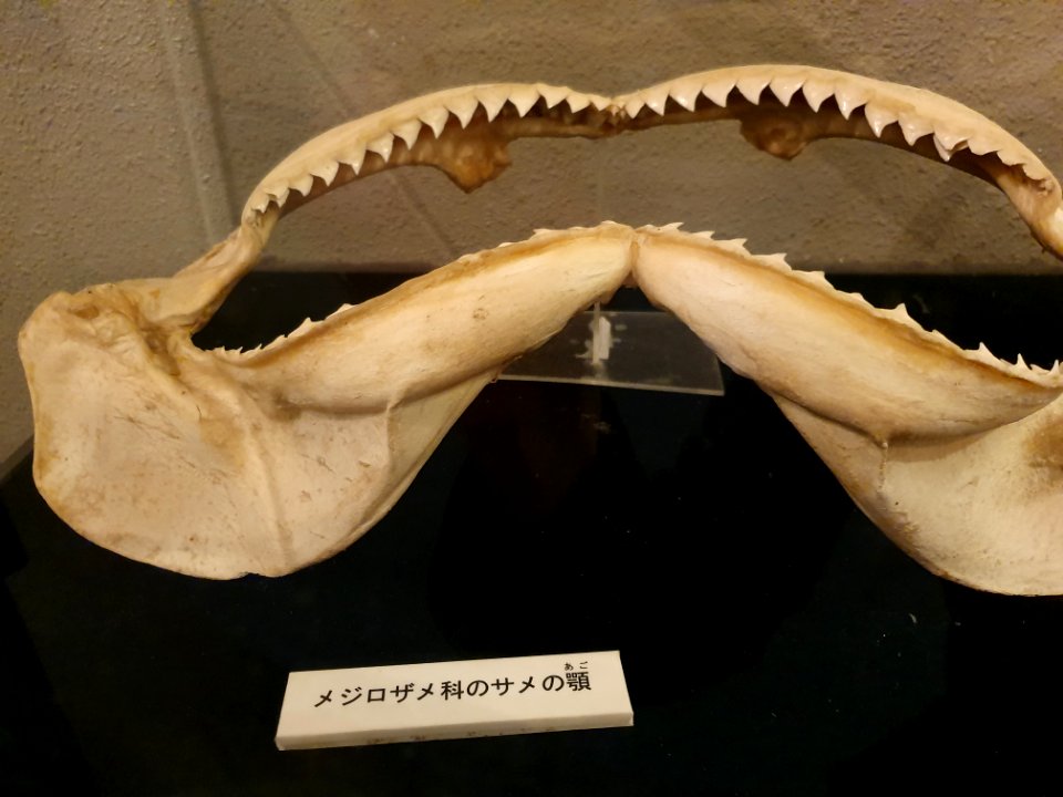 Shinagawa Aquarium 23