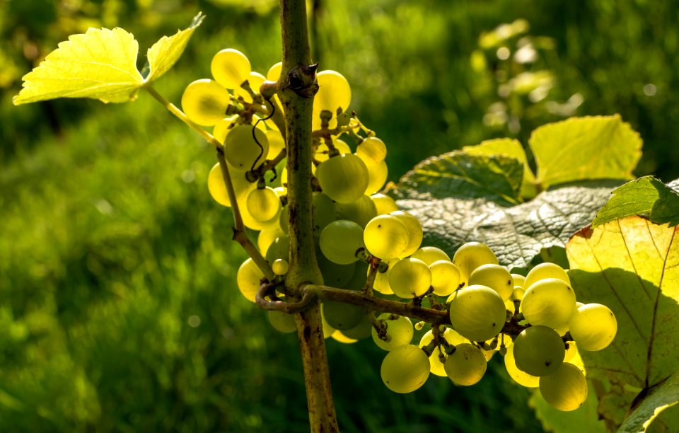 Solaris grapes in Chateaux Luna vineyard 21
