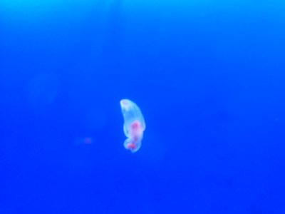 Shinagawa Aquarium 31