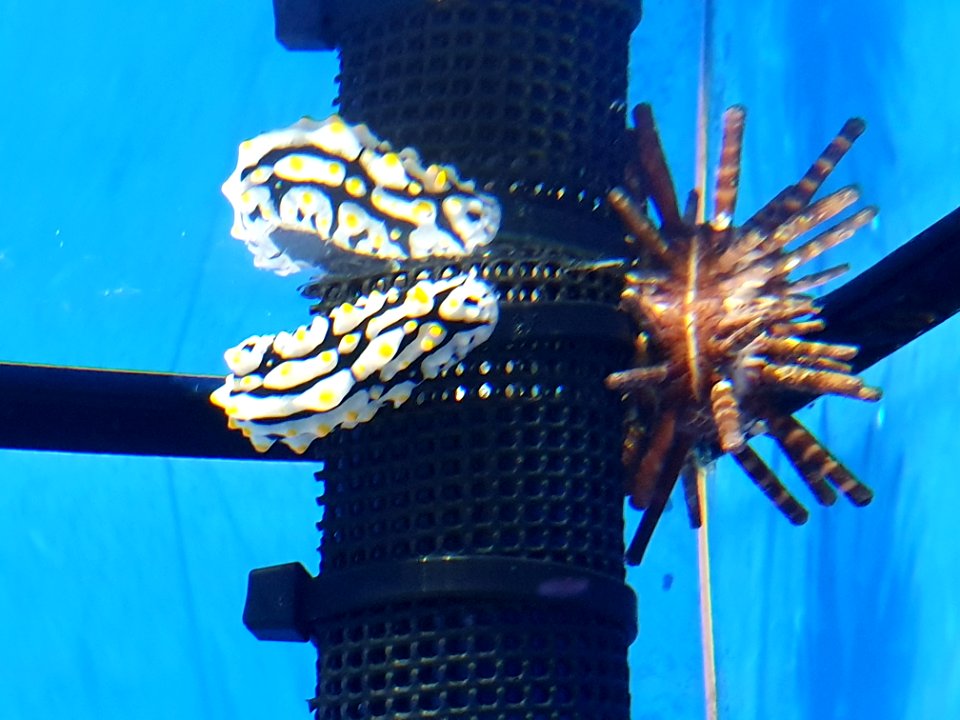 Shinagawa Aquarium 54